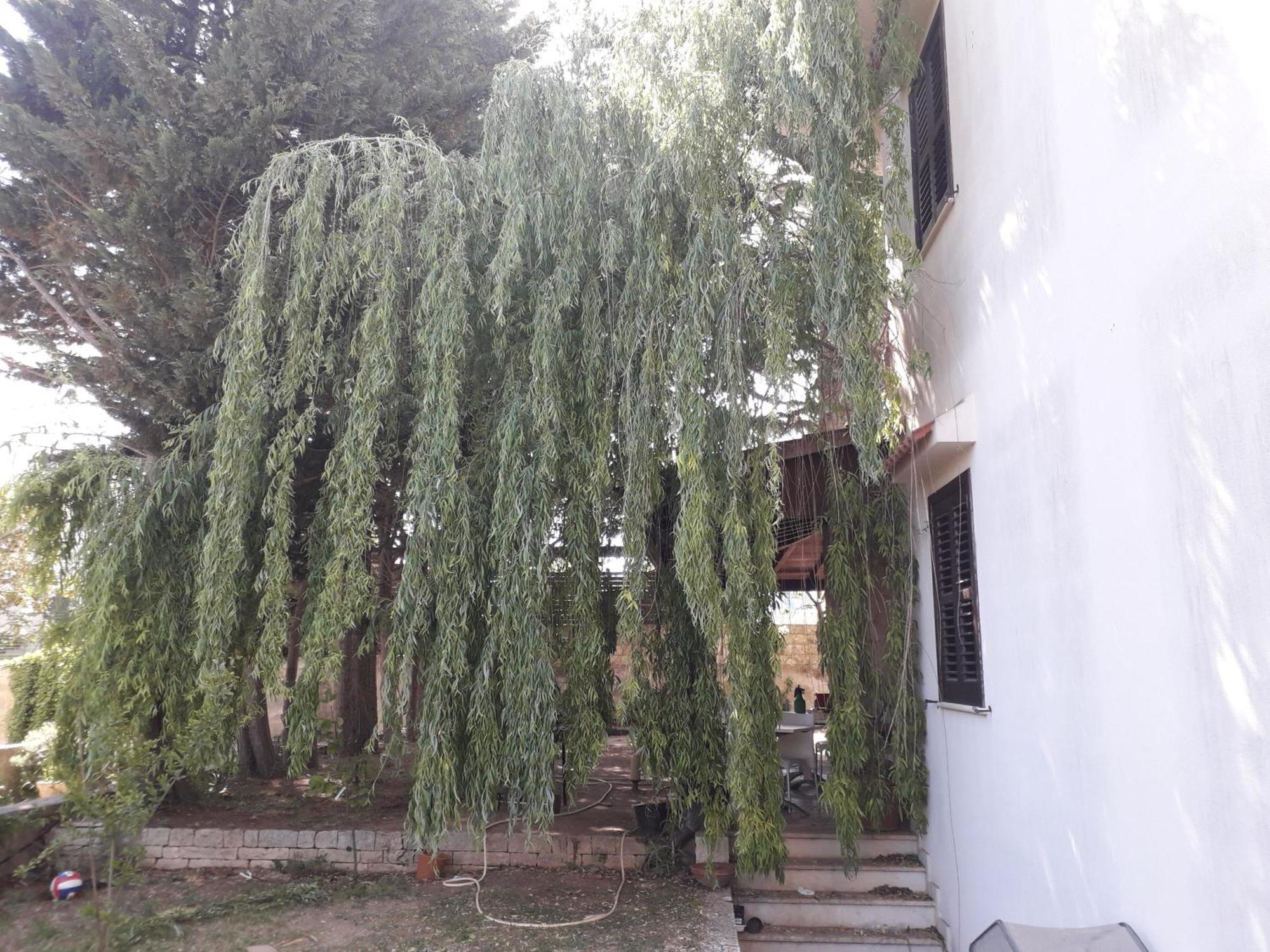 רגוזה B&B Villa Victoria מראה חיצוני תמונה
